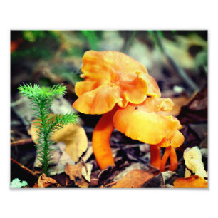 Pale Orange Wild Mushrooms Close Up 8x10 Photo Print