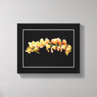 Pale Orange Yellow Orchids Black Background