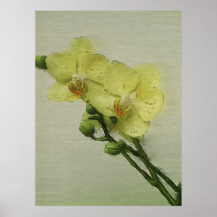 Pale Orchid Poster