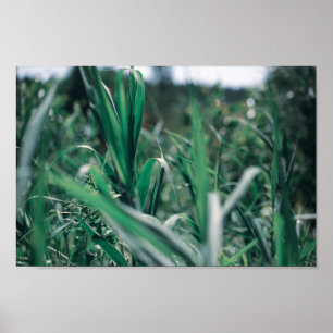 Pale Pastel Green Grass Reeds Poster