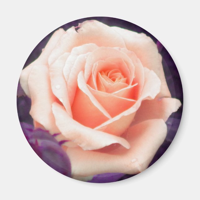 Pale Peach Rose Magnet (Front)