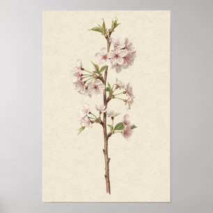 Pale Pink Cherry Blossom Branch Poster