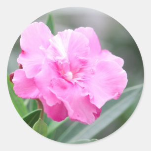 Pale pink flower classic round sticker