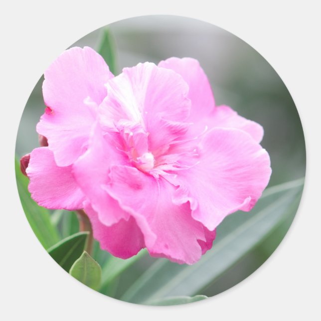 Pale pink flower classic round sticker (Front)