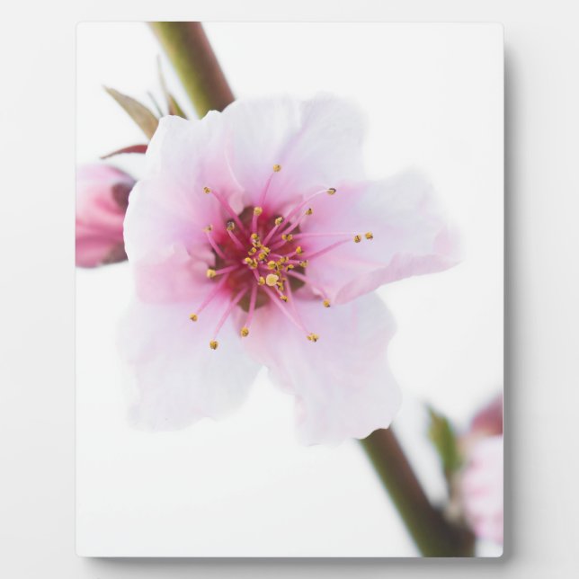 Pale pink flowers plaque (Front)