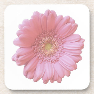 Pale pink gerbera daisy coaster