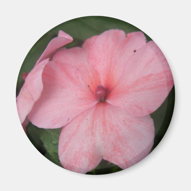 Pale Pink Impatiens Flower Magnet (Front)