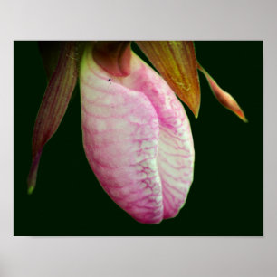 Pale Pink Lady Slipper Orchid Flower Close Up Poster