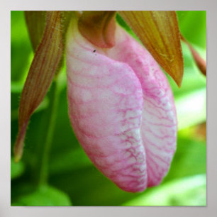 Pale Pink Lady Slipper Orchid Flower Close Up Poster