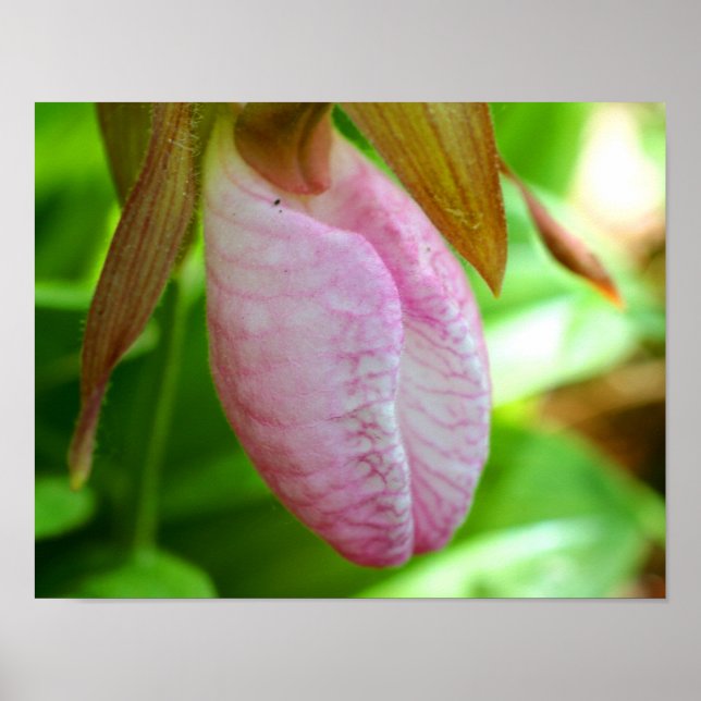 Pale Pink Lady Slipper Orchid Flower Close Up Poster (Front)