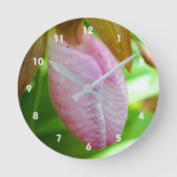 Pale Pink Lady Slipper Orchid Flower Close Up