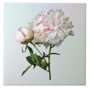 Pale Pink Peony and Bud Tile