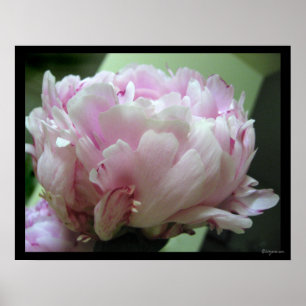 Pale Pink Peony Blossom Poster Prints