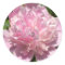 Pale Pink Peony