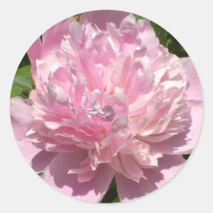 Pale Pink Peony Classic Round Sticker
