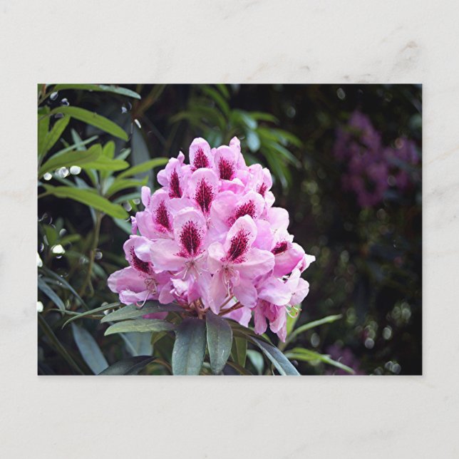 Pale pink rhododendron flower postcard (Front)
