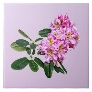 Pale Pink Rhododendron Tile