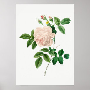 Pale Pink Rose Botanical Illustration (No Text) Poster