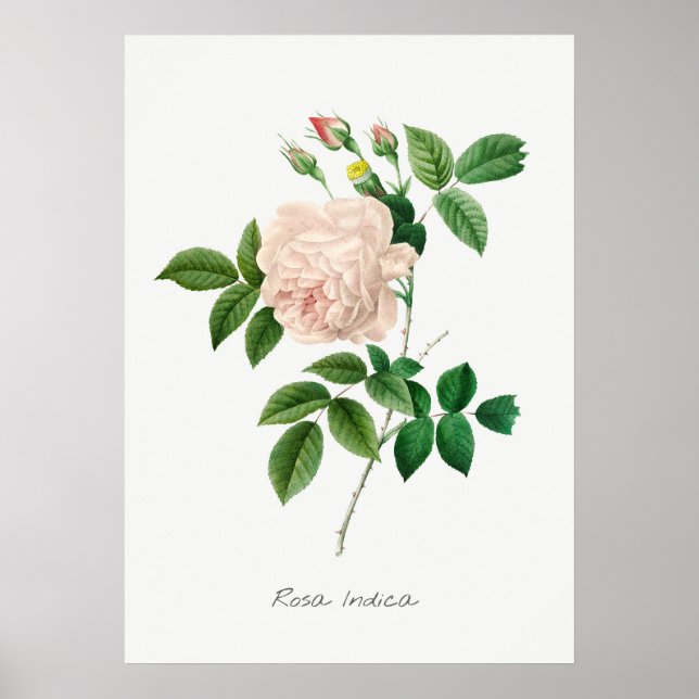 Pale Pink Rose Botanical Illustration Poster (Front)