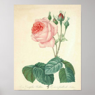 Pale Pink Rose by Redoute Poster