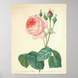 Pale Pink Rose by Redoute Poster