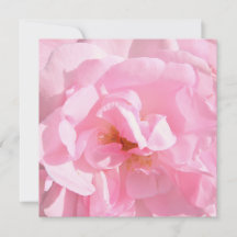 pale pink rose petals