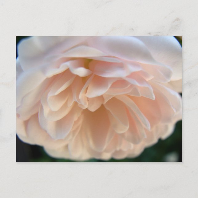 Pale Pink Rose Postcard (Front)