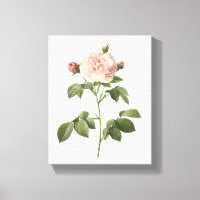 pale pink rose (Rosa alba regalis) by Redouté