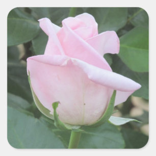 Pale Pink Rose Square Sticker