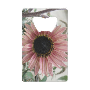 Pale Pink Sunflower