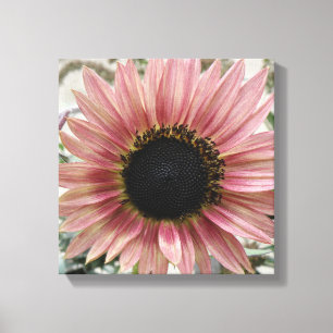 Pale Pink Sunflower Canvas Print