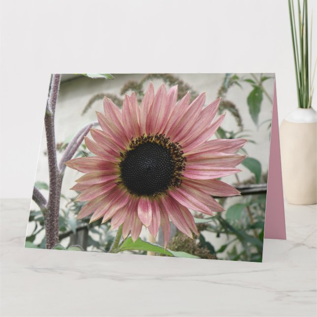 Pale Pink Sunflower Get Well Soon Big Custom Card (Front)