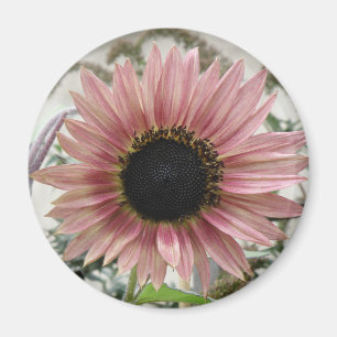 Pale Pink Sunflower Magnet