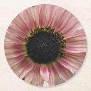 Pale Pink Sunflower Round Paper Coaster