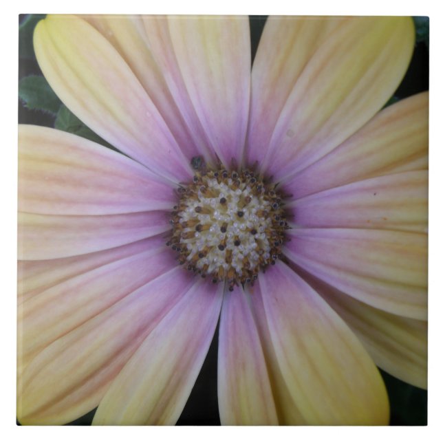 Pale Pink Sunflower Tile (Front)