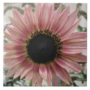 Pale Pink Sunflower Tile
