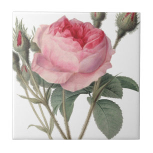 Pale pink vintage roses painting tile