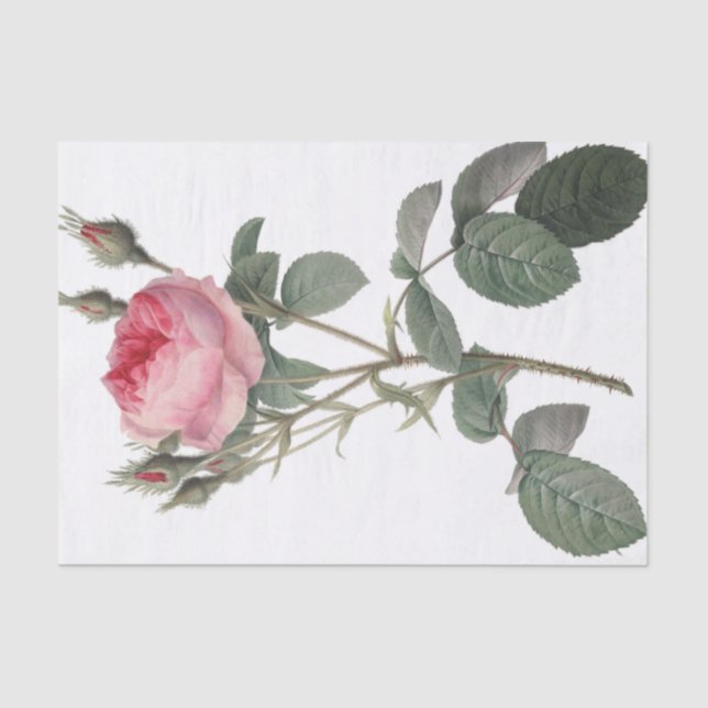 Pale pink vintage roses painting tissue paper (Front)