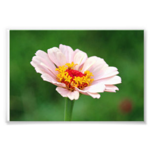 Pale Pink Zinnia Photo Print