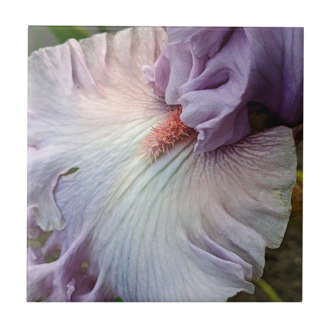 Pale Purple Bearded Iris Floral Tile (Front)