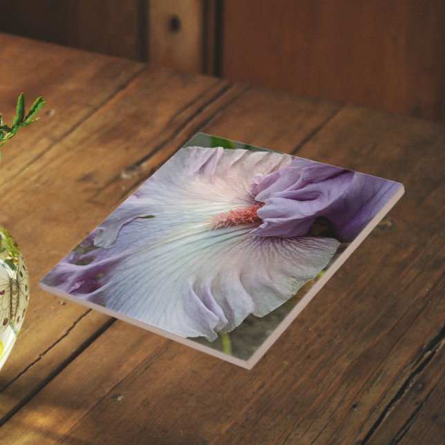 Pale Purple Bearded Iris Floral Tile (In Situ)