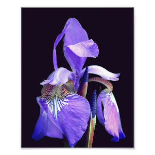 Pale Purple Blue Flag Iris Flower 8x10 Photo Print