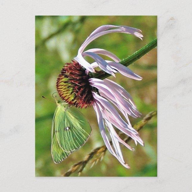 Pale Purple Coneflower Postcard (Front)