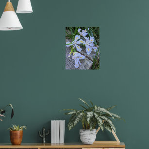 Pale Purple Iris Flowers Poster