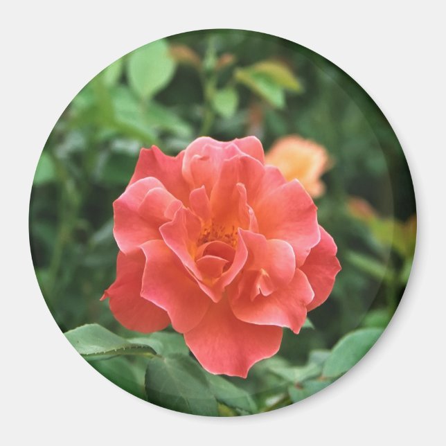 Pale Red Rose... Magnet (Front)