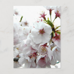 Pale Spring Postcard