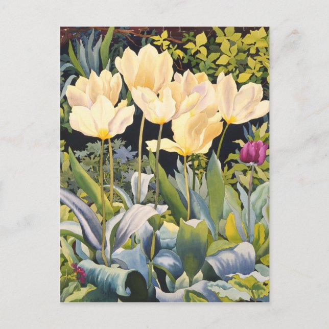 Pale Tulips Postcard (Front)
