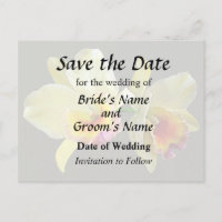 Pale Yellow Cattleya Orchids Save the Date