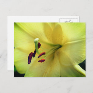 Pale Yellow Lily Flower Photography  Postcard