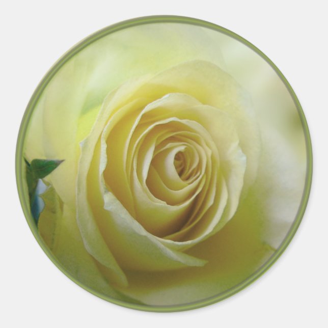 pale yellow rose classic round sticker (Front)